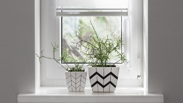Two white square flower pots with geometric patterns with rhipsalis plants planted in them stand on windowsill with partially raised roller blind
