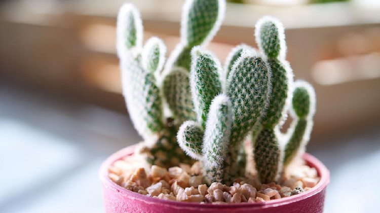 Tanaman hias little cactus in the sunshine morning