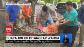 VIDEO: Buaya 100 Kg Ditangkap Warga