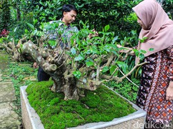 Melihat Pohon Teh Berusia 120 Tahun yang Dilelang di PPTK Bandung