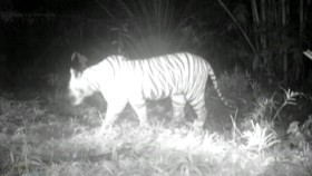 VIDEO: Lagi, Harimau Masuk Permukiman Warga di Bahorok