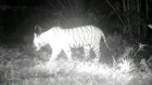 VIDEO: Lagi, Harimau Masuk Permukiman Warga di Bahorok