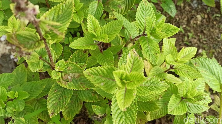 Di tengah pandemi, tanaman Cincau Hitam (Mesona Palustris) menjadi primadona petani di Bastem Utara, Kabupaten Luwu, Sulawesi Selatan.