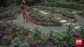 FOTO: Belajar sambil Berekreasi di Kawasan Eduwisata Ragunan Kawasan Agro Edukasi Wisata Ragunan bisa menjadi salah satu pilihan berpelesir sejenak di Jakarta.