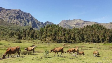 Bertandang ke Kabupaten Tana Toraja, Sulawesi Selatan, tidak cukup hanya menyesap nikmat kopinya.