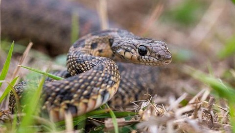 Mimpi Bertemu Membunuh Hingga Digigit Ular Ini Artinya Mimpi Bertemu Membunuh Hingga Digigit Ular Ini Artinya