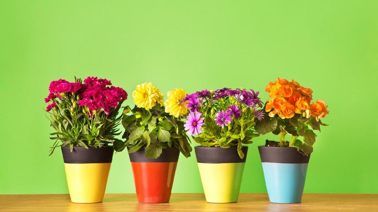 tanaman hias Four potted flower seedling plants planted in colorful pots. Including Carnation, Begonia, Osteospermum and Dahlia. They are lined up in a horizontal row against a green blank background designed for custom copy. Photographed in square format with copy space