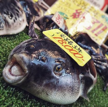 7 Ikan Laut Beracun yang Perlu Dihindari Saat Dikonsumsi