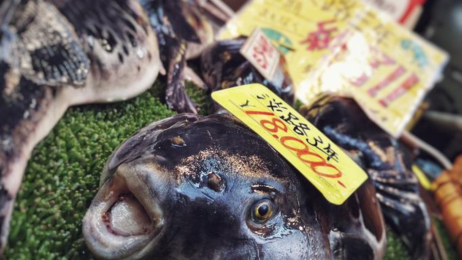 6 Ton Ikan Buntal Dilelang Akibat Pandemi Berlanjut di Jepang