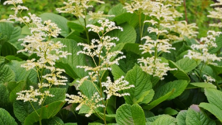 Rodgersia aesculifolia, a chestnut-leaved foliage plant