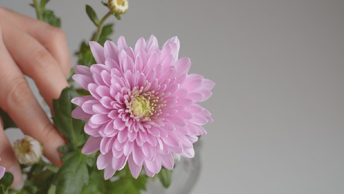 flower of chrysanthemum and woman hand with copyspace