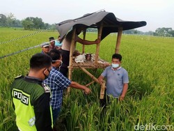 Kakek di Jombang Tewas Tersambar Petir Saat Jaga Padi di Sawah