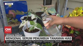 img-title VIDEO: Mengenal Serum Penumbuh Tanaman Hias
