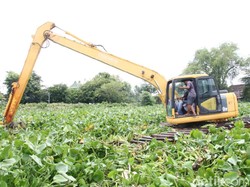 Kerahkan Backhoe, Eceng Gondok Penyebab Banjir Lamongan Dibersihkan