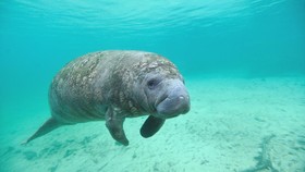 Hewan Manatee Bertuliskan Trump Ditemukan di AS