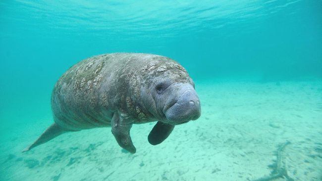 Hewan Manatee Bertuliskan Trump Ditemukan di AS Seekor lembu laut (manatee) dengan tubuh penuh coretan dengan bertuliskan 'Trump' ditemukan di Florida, AS.