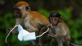 Ramai Kasus Hewan Liar Terjerat & Tersedak Sampah Masker