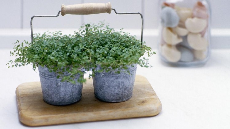 Irish-moss in an informal kitchen setting