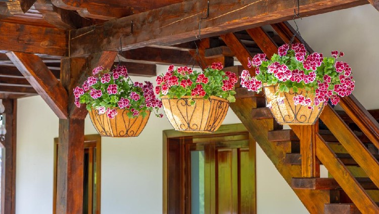Baskets of hanging petunia flowers on balcony.