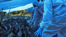 India Konfirmasi Kematian Pertama Manusia akibat Flu Burung