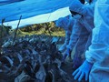 India Konfirmasi Kematian Pertama Manusia akibat Flu Burung