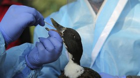 Diduga Avian Influenza, 1.000 Burung Dipulangkan ke Afsel-Malaysia