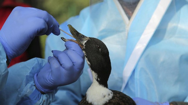 Flu burung terdeksi di Landes, Prancis, lokasi utama produksi makanan khas foie gras yang berbahan hati bebek atau angsa.