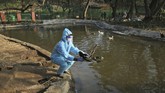 FOTO : Flu Burung Kembali Mewabah di India India kembali dilanda wabah flu burung ditandai dengan matinya ribuan burung di empat negara bagian.