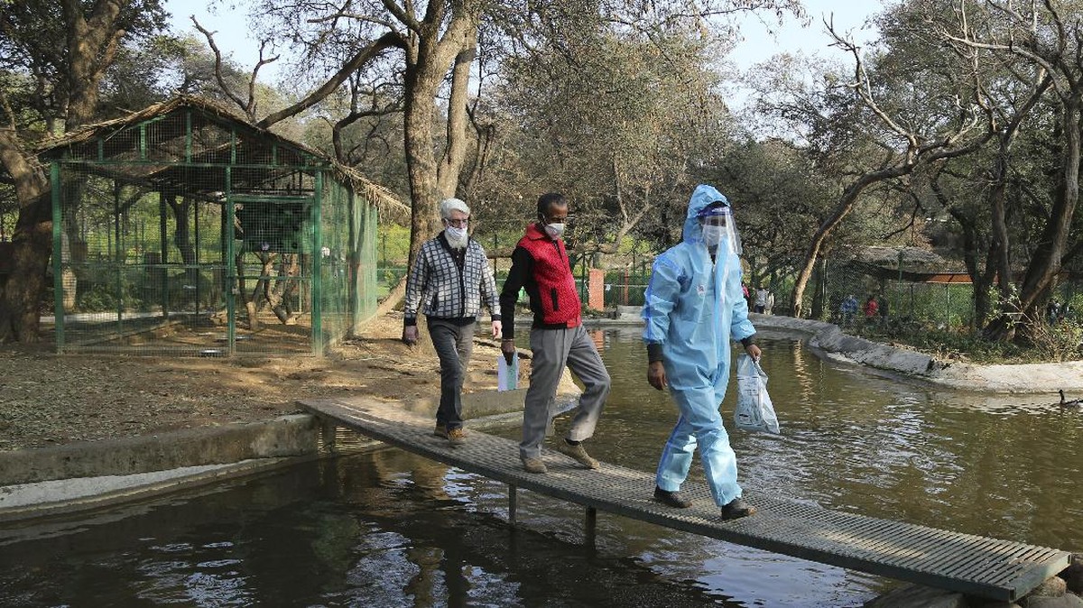 FOTO : Flu Burung Kembali Mewabah di India