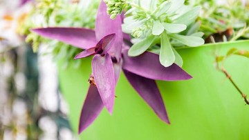 1. Tanaman Hias Daun Warna Ungu