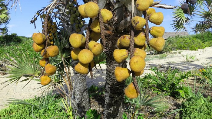 buah zuriat