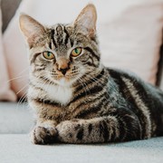 Dari Mulai Ajak Kucing Puasa, 5 Hal Ini Harus Kamu Perhatikan Sebelum Steril Kucing Kesayangan