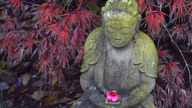 FOTO: Lotusland, Miniatur Taman Jepang di Sudut California