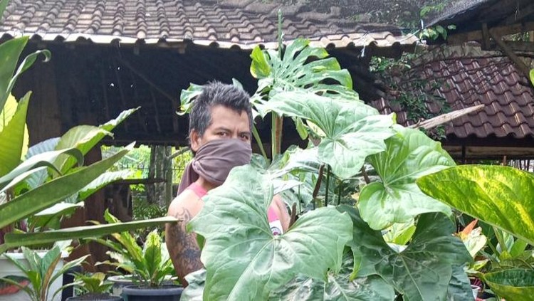 Penjual tanaman hias di Depok yang mendapat tawaran barter koleksinya dengan rumah senilai RP 500 juta.