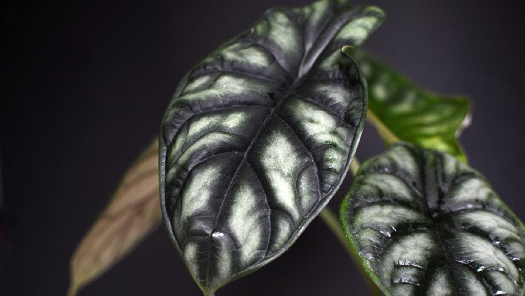 Tanaman hias keladi tengkorak exotic plant
