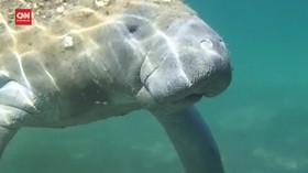 VIDEO: Manatee Bertuliskan Trump Ditemukan, Pelaku Diburu