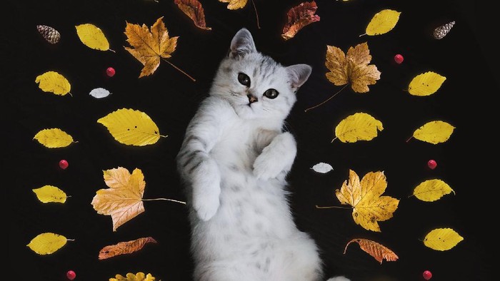 Uwu Banget, Ini Tanda-tanda Kamu Dicintai Kucingmu!