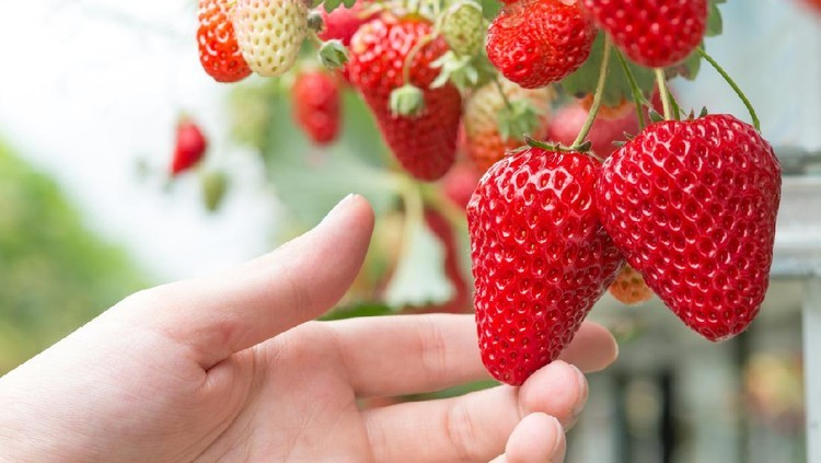 7 Tanaman Hias Buah untuk Percantik Halaman Rumah, Ada Stroberi hingga Anggur Tanaman hias tidak hanya daun dan bunga, Bunda. Ada juga tanaman hias buah yang bisa dipertimbangkan untuk Bunda rawat di halaman.