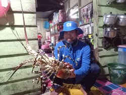 15 Ribu Nelayan Jualan Ikan Online Pakai Aruna