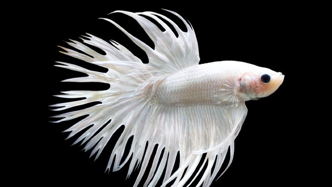 Terdapat jenis ikan hias yang bisa hidup rukun dengan cupang dalam satu akuarium yang sama. Berikut 5 ikan yang bisa berdampingan dengan cupang.
