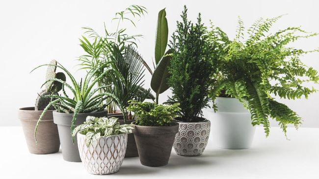 Ingin mulai berkebun? Simak tips sukses berkebun di pot untuk pemula.