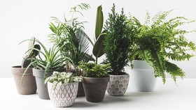 6 Tips Sukses Berkebun di Pot untuk Pemula