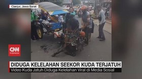 VIDEO: Diduga Kelelahan, Seekor Kuda Delman Terjatuh di Jalan