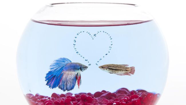 Kenapa ikan cupang diam dan tak mau makan?