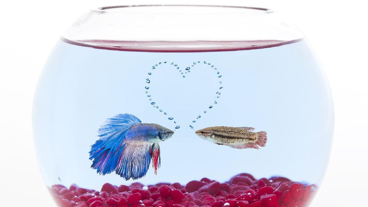 Ikan Cupang Diam dan Tak Mau Makan? Ini Penyebabnya