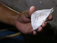 Emas Putih dari Langit: Primadona Indonesia yang Tengah Meredup
