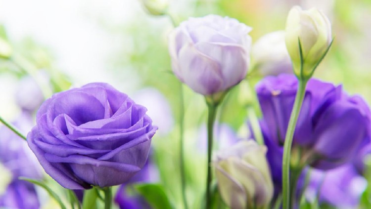Tanaman hias bunga Lisianthus Tanaman hias bunga Lisianthus