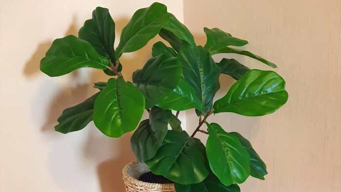 Fake flowers in a wicker pot with stand for Interior.Artificial flowers  made by fabric and plastic use decorated. Fiddle Fig is a tropical plant in the Banyan family.Ficus Lyrata