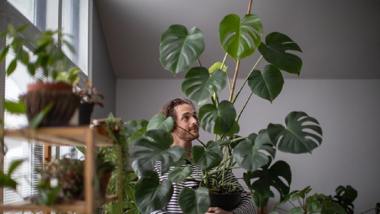 Tanaman hias monstera