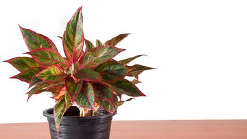 Cara Merawat Tanaman Hias Aglaonema